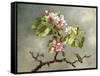 Apple Blossoms and a Hummingbird, 1875-Martin Johnson Heade-Framed Stretched Canvas