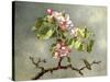 Apple Blossoms and a Hummingbird, 1875-Martin Johnson Heade-Stretched Canvas