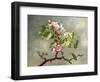 Apple Blossoms and a Hummingbird, 1875-Martin Johnson Heade-Framed Premium Giclee Print