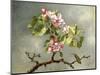 Apple Blossoms and a Hummingbird, 1875-Martin Johnson Heade-Mounted Premium Giclee Print