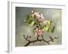 Apple Blossoms and a Hummingbird, 1875-Martin Johnson Heade-Framed Giclee Print