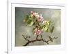 Apple Blossoms and a Hummingbird, 1875-Martin Johnson Heade-Framed Giclee Print