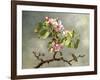 Apple Blossoms and a Hummingbird, 1875-Martin Johnson Heade-Framed Giclee Print