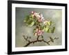 Apple Blossoms and a Hummingbird, 1875-Martin Johnson Heade-Framed Giclee Print