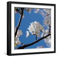 Apple Blossoms I-Monika Burkhart-Framed Photographic Print