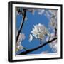 Apple Blossoms I-Monika Burkhart-Framed Photographic Print