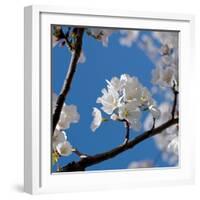 Apple Blossoms I-Monika Burkhart-Framed Photographic Print