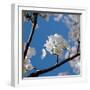 Apple Blossoms I-Monika Burkhart-Framed Photographic Print