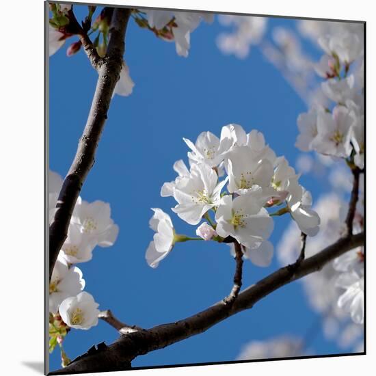 Apple Blossoms I-Monika Burkhart-Mounted Photographic Print