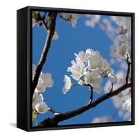 Apple Blossoms I-Monika Burkhart-Framed Stretched Canvas