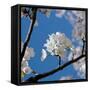Apple Blossoms I-Monika Burkhart-Framed Stretched Canvas