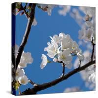 Apple Blossoms I-Monika Burkhart-Stretched Canvas