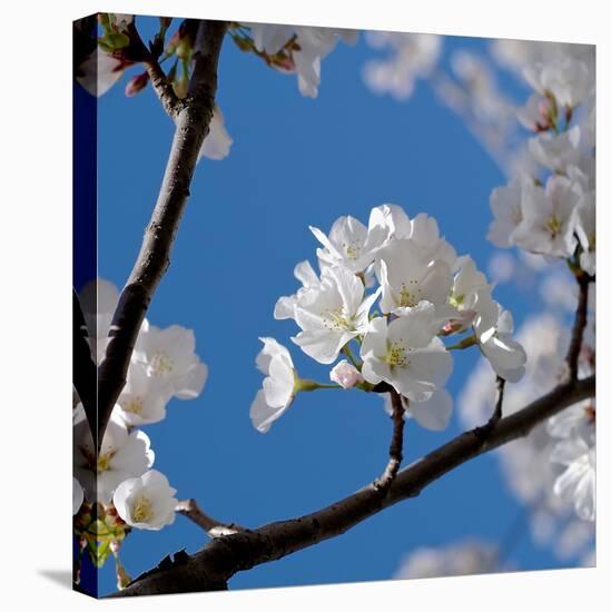 Apple Blossoms I-Monika Burkhart-Stretched Canvas