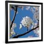 Apple Blossoms I-Monika Burkhart-Framed Photographic Print