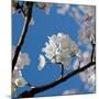 Apple Blossoms I-Monika Burkhart-Mounted Photographic Print