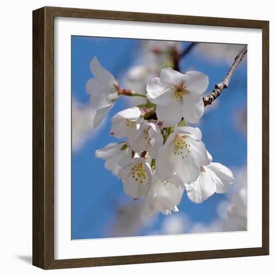 Apple Blossoms II-Monika Burkhart-Framed Photographic Print