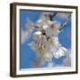 Apple Blossoms II-Monika Burkhart-Framed Photographic Print