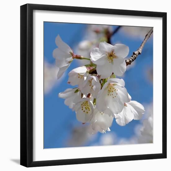 Apple Blossoms II-Monika Burkhart-Framed Photographic Print