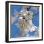 Apple Blossoms II-Monika Burkhart-Framed Photographic Print