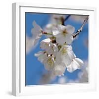 Apple Blossoms II-Monika Burkhart-Framed Photographic Print