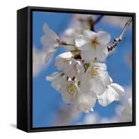 Apple Blossoms II-Monika Burkhart-Framed Stretched Canvas