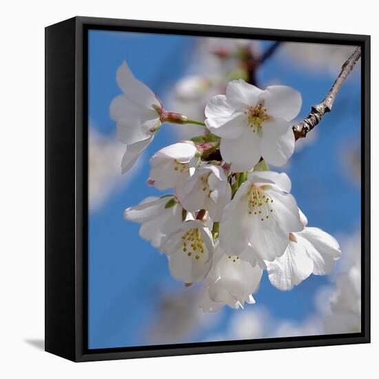Apple Blossoms II-Monika Burkhart-Framed Stretched Canvas