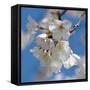 Apple Blossoms II-Monika Burkhart-Framed Stretched Canvas