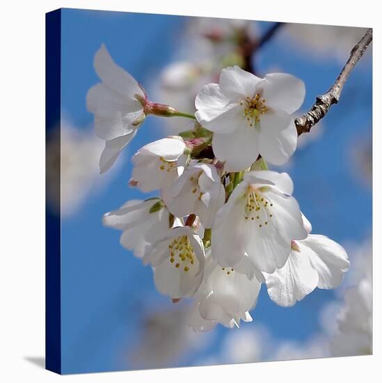 Apple Blossoms II-Monika Burkhart-Stretched Canvas