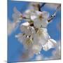 Apple Blossoms II-Monika Burkhart-Mounted Photographic Print