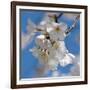 Apple Blossoms II-Monika Burkhart-Framed Photographic Print