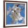 Apple Blossoms II-Monika Burkhart-Framed Photographic Print