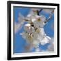 Apple Blossoms II-Monika Burkhart-Framed Photographic Print