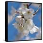 Apple Blossoms II-Monika Burkhart-Framed Stretched Canvas