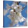 Apple Blossoms II-Monika Burkhart-Stretched Canvas