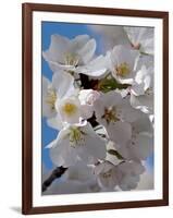 Apple Blossoms IV-Monika Burkhart-Framed Photographic Print