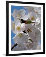 Apple Blossoms IV-Monika Burkhart-Framed Photographic Print