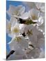 Apple Blossoms IV-Monika Burkhart-Mounted Photographic Print