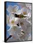 Apple Blossoms IV-Monika Burkhart-Framed Stretched Canvas