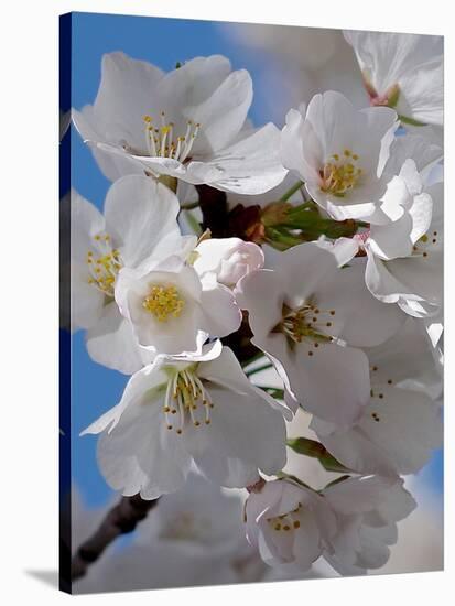 Apple Blossoms IV-Monika Burkhart-Stretched Canvas