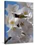 Apple Blossoms IV-Monika Burkhart-Stretched Canvas