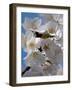 Apple Blossoms IV-Monika Burkhart-Framed Photographic Print