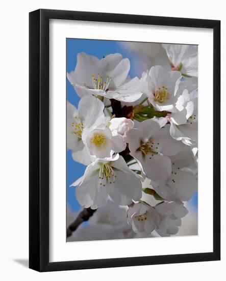Apple Blossoms IV-Monika Burkhart-Framed Photographic Print