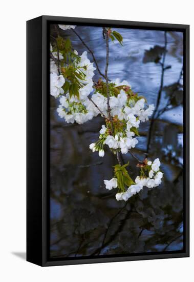 Apple Blossoms on Branches Hanging over Pond-Anna Miller-Framed Stretched Canvas