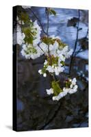 Apple Blossoms on Branches Hanging over Pond-Anna Miller-Stretched Canvas