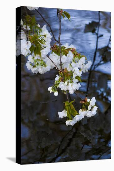 Apple Blossoms on Branches Hanging over Pond-Anna Miller-Stretched Canvas