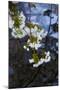 Apple Blossoms on Branches Hanging over Pond-Anna Miller-Mounted Photographic Print