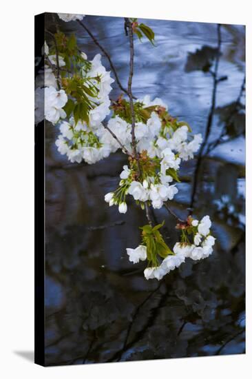 Apple Blossoms on Branches Hanging over Pond-Anna Miller-Stretched Canvas