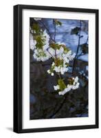 Apple Blossoms on Branches Hanging over Pond-Anna Miller-Framed Photographic Print