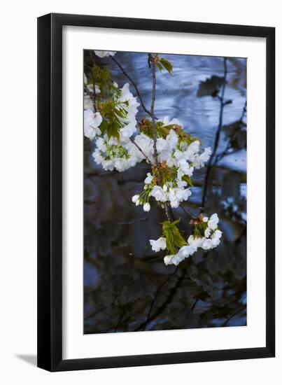 Apple Blossoms on Branches Hanging over Pond-Anna Miller-Framed Photographic Print