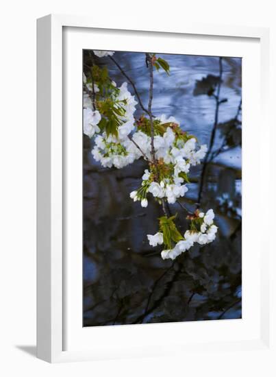 Apple Blossoms on Branches Hanging over Pond-Anna Miller-Framed Photographic Print